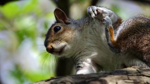 Grey squirrel