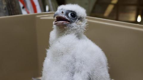 A peregrine chick in a plastic box. It is looking upwards with it's beak open. It has white fluffy feathers and a grey beak.