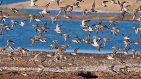 A flock of birds taking off for flight at Rye Harbour Nature Reserve, with a body of water in the background