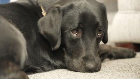 A black lab Buddy Dog