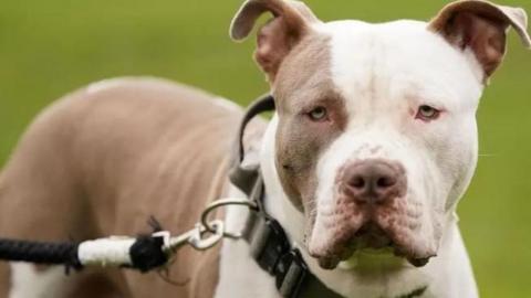 A brown and white XL bully dog with a black lead and collar looking straight into the camera