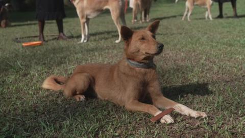 a resting light brown dog