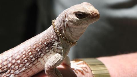 A generic picture of a Northern Desert Iguana pet with a gold chain around its neck.