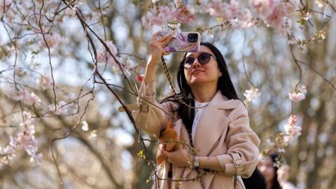 A person wearing a pink jacket and sunglasses takes a photo of pink blossom leaves on a tree with a pink phone, against a blue sky, in London on Wednesday.