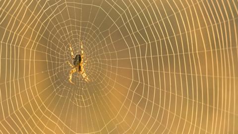 spiderweb close up