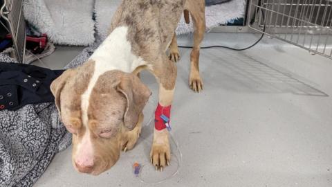 Emaciated dog found in Stockport by RSPCA