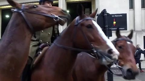 Horses from the King's Troop