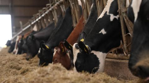 Several cows of various breeds stick their heads through pens and eat hay and feed left on the floor of a barn.