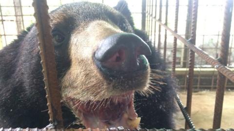 a happy bear