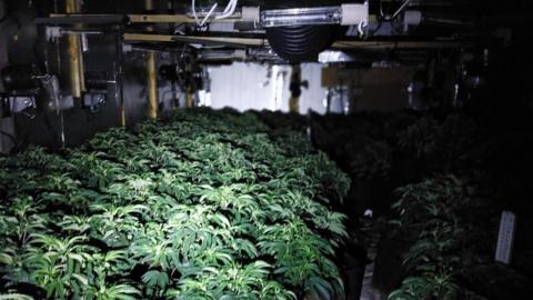 A room packed with rows of green cannabis plants underneath rows of lights.