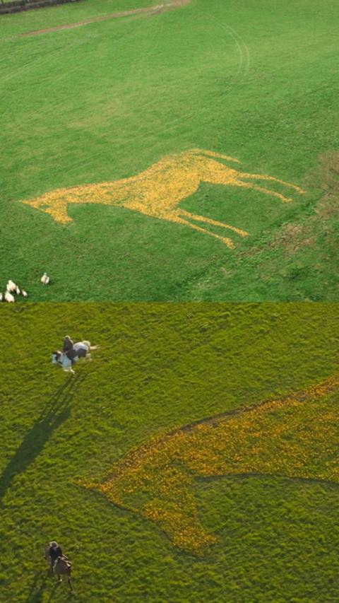 Aerial image of a large horse the middle of a field, made from yellow crocus flowers.