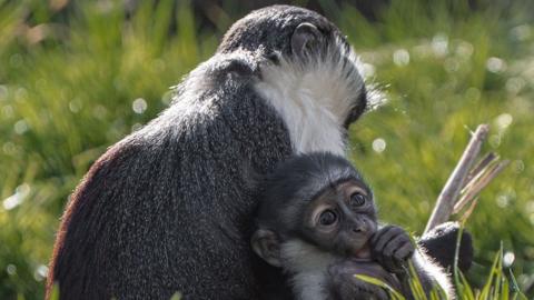 A baby monkey with black and white fur and big, round eyes holds its hand to its mouth, as it sits with its mum in the sunshine.