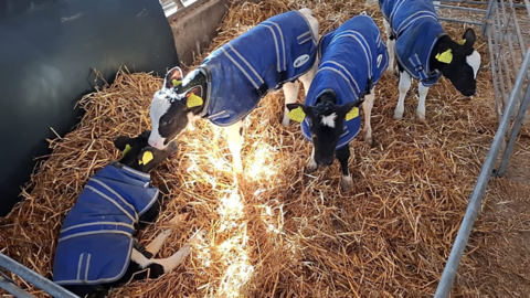 Four calves earing blue jackets in a pen with hay on ground