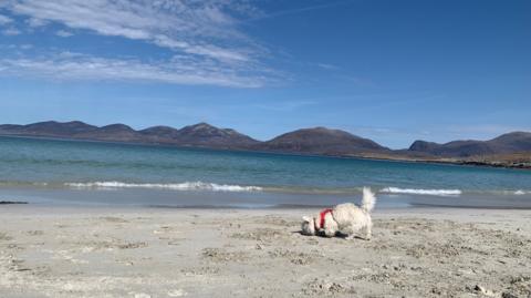 Dog on beach