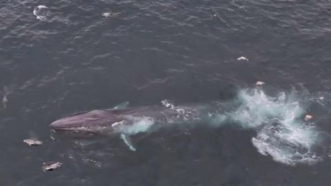 The picture shows a large marine animal, specifically a fin whale, swimming near the surface of the ocean. The whale’s long, streamlined body and pointed head are clearly visible, along with lighter patches near its pectoral fins. There is a noticeable disturbance in the water behind the whale, likely caused by its movement or tail stroke. Several seabirds are scattered around the whale, possibly attracted by fish or feeding activity in the area. 