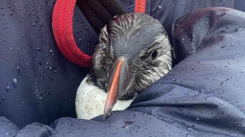 A soaking wet puffin's head being cradled by a person wearing a dark blue raincoat.