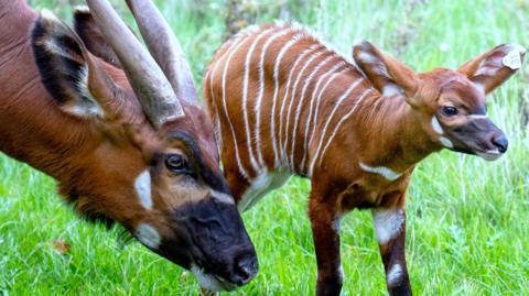 The new calf stands on grass next to its mother. It has the number 31 on an ear tag. It is chestnut brown with thin white stripes over its back and patches of white dotted around elsewhere. Its mother's head can be seen, with large reclining horns and a dark nose. 