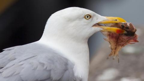 A herring gull with a small fish held in its beak