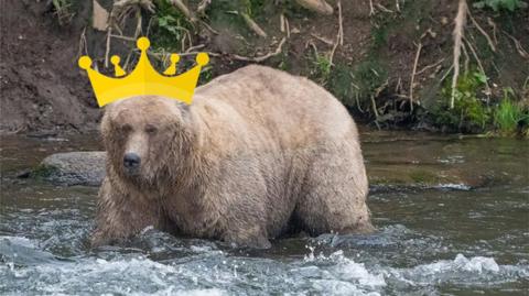 fat bear, with a cartoon crown on its head