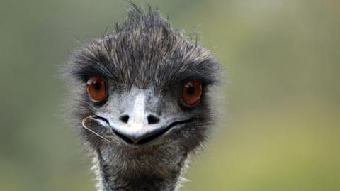 Cheeky-looking emu.