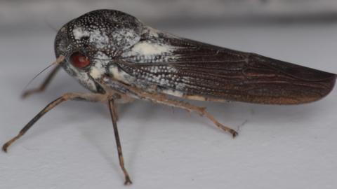 Phlogis kibalensis (new species of leafhopper)