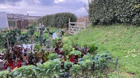 There is a patch of fruit and vegetables on the left and centre of the picture, including rhubarb and cabbages in orderly lines. They all look very healthy and vibrant. Beyond the fruit and vegetables is a small garden shed and there is a distant view of a town behind the shed which includes a church spire on the horizon. There is also the corner of a large greenhouse. On the right of the picture is a wooden gate to another field which is halfway alon a tidy and tall green hedge. The whole image is lush and green with splashes of dark red due to the rhubarb.