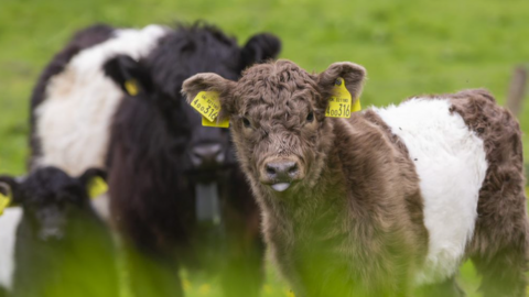Belted Galloway calf