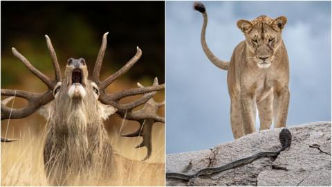 2 photos, one showing a stag with its head raised, the other a lioness on a rock looking at a cobra.