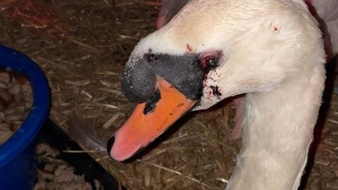 A swan recovering after being shot with a catapult in Godstone
