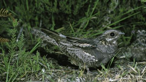 nightjar nesting in heather
