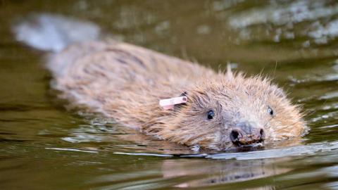 File photo dated 30/01/20 of an adult beaver released back into the wild