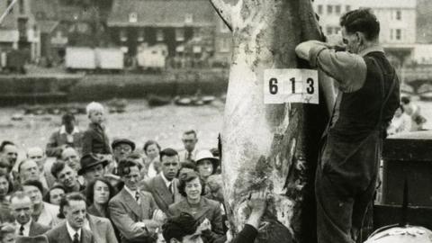 A crowd gathers as Bluefin tuna are being hauled ashore in Scarborough in August 1949