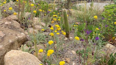 A garden featuring pale coloured rocks and stones with a number of cacti and other plants, some flowering in yellows and blue