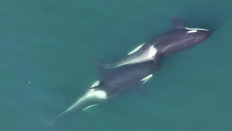 Two killer whales swim one on top of the other in a dark blue sea. The image is taken from above by a drone.