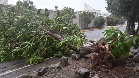 Fallen tree in Jamaica, lying across a road.