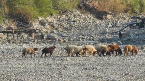 Sheep walk among the dried-out bed of the Orontes River in Jisr al-Shughour, Syria