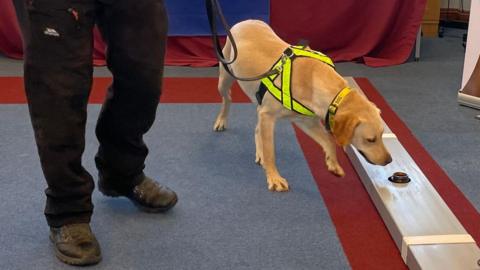 A yellow lab in a hi-vis harness sniffs a jar containing a piece of knife blade as part of a scent line-up. 