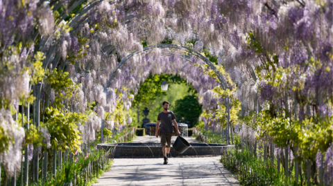 Horticulturalist Liam Anderson walks under the blossoming wisteria along Wisteria Walk at RHS Wisley in Woking, Surrey.