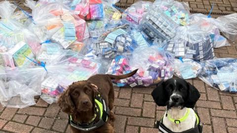 Two dogs wearing fluro harnesses sit in front of a large number of plastic bags full of vapes. 