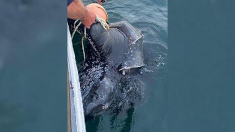 A leatherback turtle caught in fishing bycatch. A person is holding the rope, off the side of their boat. which is attached to the turtle which is black and in the water.