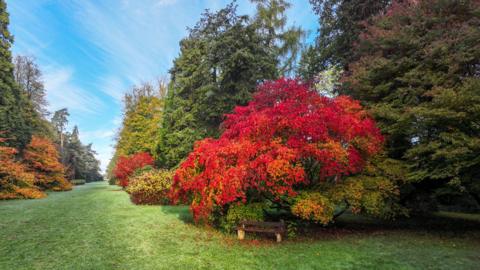 A view of autumnal trees at Westonbirt Arboretum, with a bright red tree in the foreground.