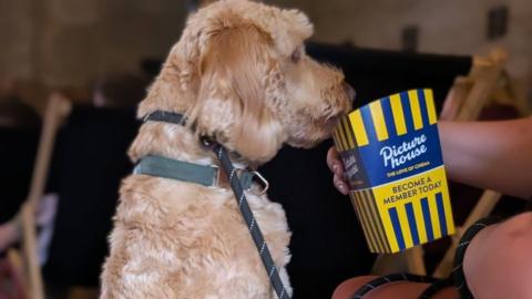 A brown dog which has its nose in a container of popcorn.