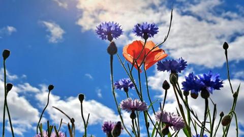 Blue sky with white cloud seen through the close up of red poppies and blue cornflowers