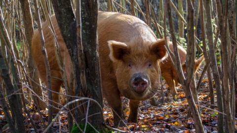 A Tamworth pig and a piglet behind it are standing in a thicket surrounded by the slim trunks of numerous trees. The pig has short bristly orange and brown hair. It is looking towards the camera.