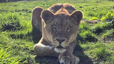 A young lion sat outdoors on grass looking directly to camera