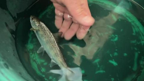 A small silver salmon in a green bucket of water with a human hand beside it