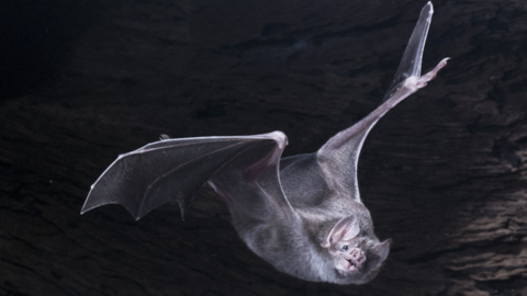 vampire-bat.