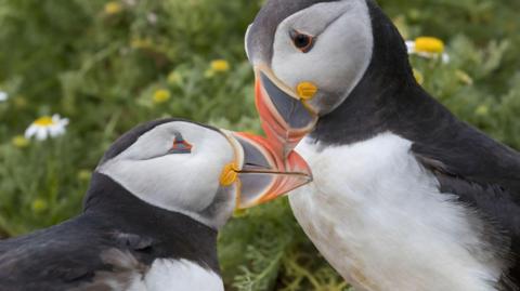 two puffins rubbing beaks together
