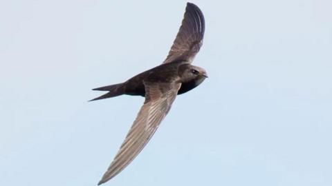 A brown swift with flecks of white in full flight.