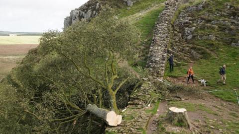 Dog walkers going around the cordoned off area next to the tree